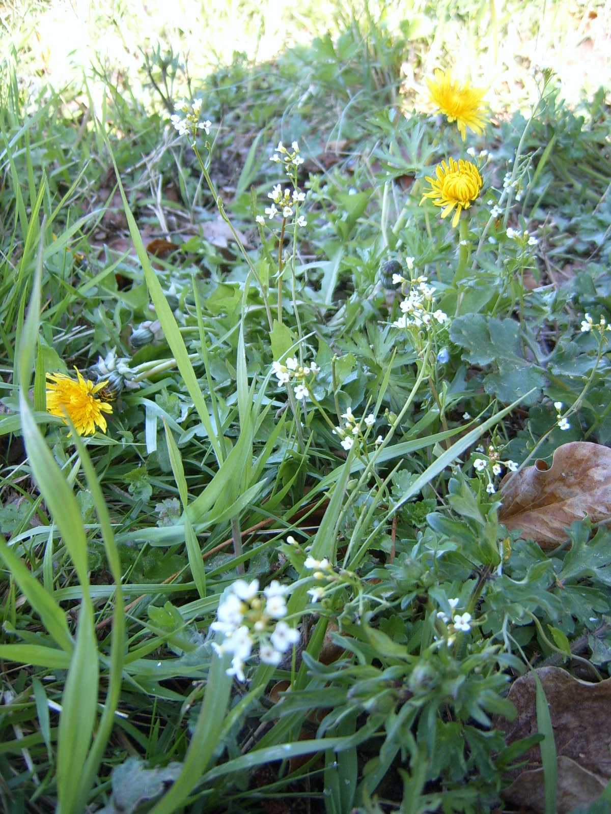 Calepina irregularis e Taraxacum cfr.officinale